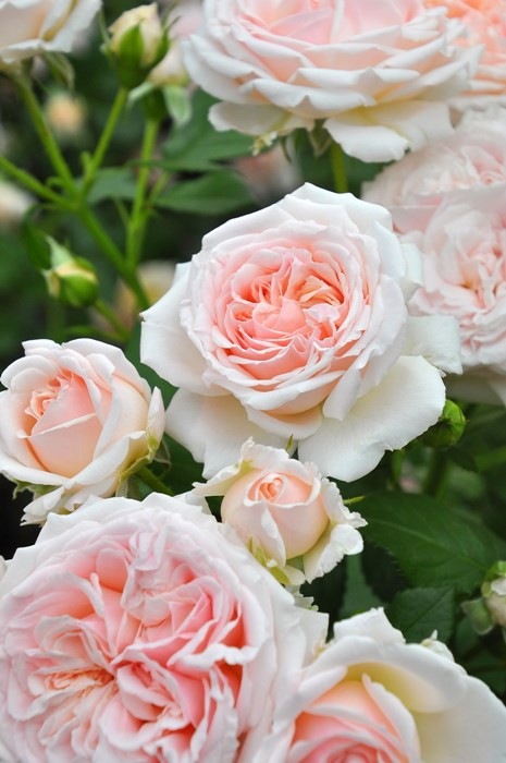 �Х��ġ����ġۤ���Ƥν� ���� 6��ȭ�����ʡη����ʼ�ϡ�JB-YR��