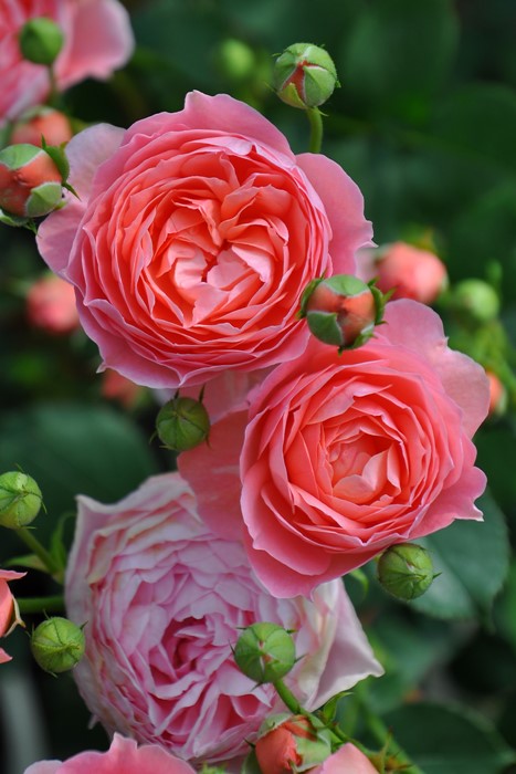 ġۥХ ޥƥå  6ȭʡӿ建 ϿʼϡJ-RO