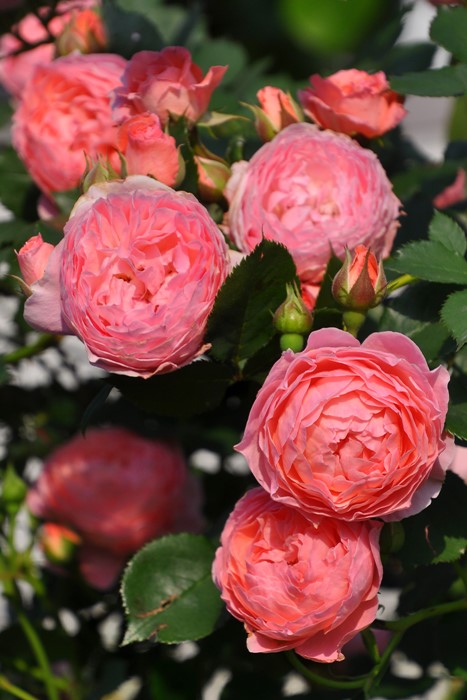 ġۥХ ޥƥå  6ȭʡӿ建 ϿʼϡJ-RO