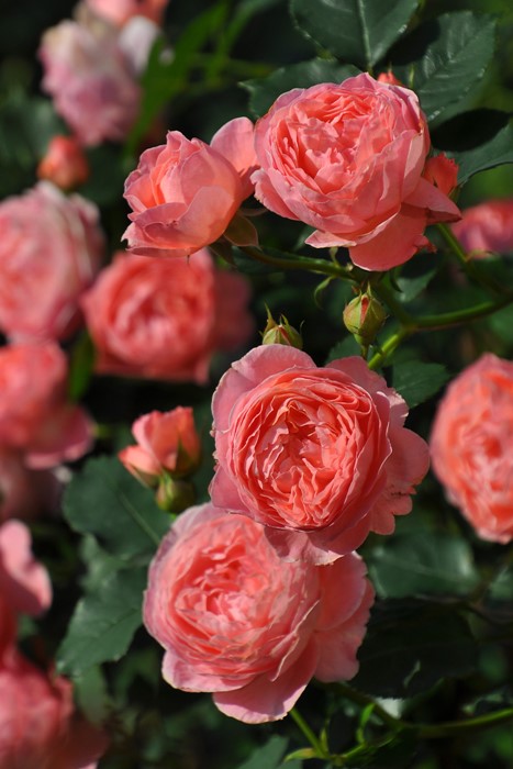 ġۥХ ޥƥå  6ȭʡӿ建 ϿʼϡJ-RO