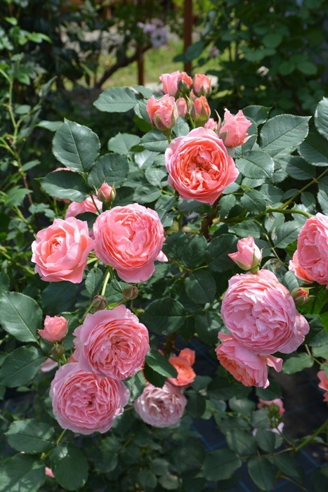 ġۥХ ޥƥå  6ȭʡӿ建 ϿʼϡJ-RO