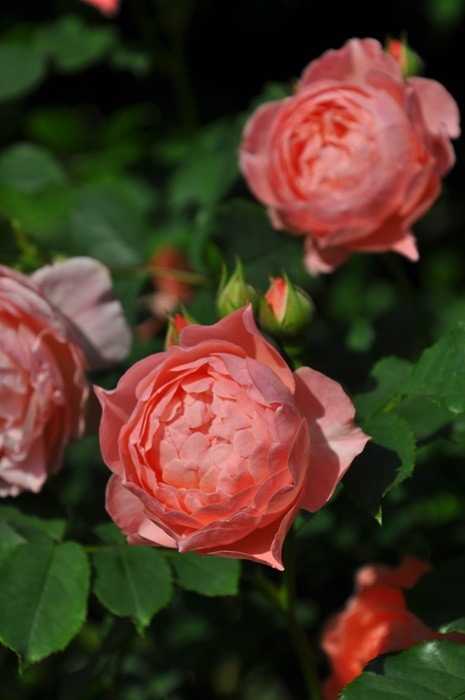 ġۥХ ޥƥå  6ȭʡӿ建 ϿʼϡJ-RO