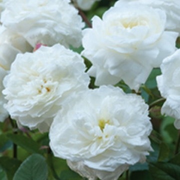 �����ġۥХ��� �������󥦥��ꥢ�ॺ���ꥹ ͢���� 7��ȭ�����ʡ����ӿ建�� ��Ͽ�ʼ�ϡ�ER-Y��