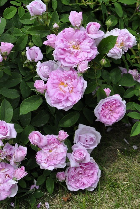 �Х��ġ����ġۥ����ѥϥ� ���� 6��ȭ�����ʡ�J-OC20��