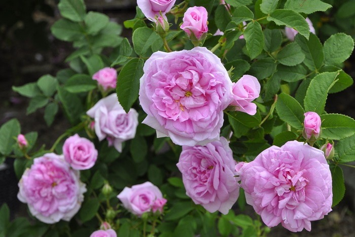 �Х��ġ����ġۥ����ѥϥ� ���� 6��ȭ�����ʡ�J-OC20��