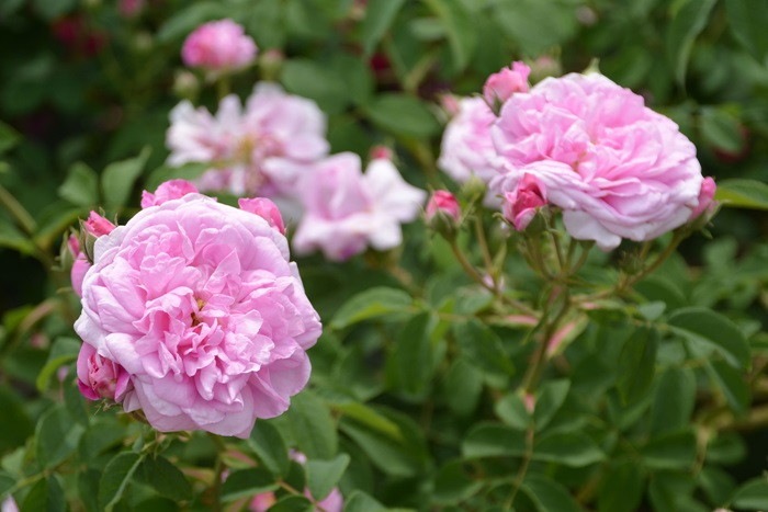 �Х��ġ����ġۥ����ѥϥ� ���� 6��ȭ�����ʡ�J-OC20��