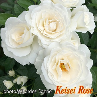 ���ߵ����ġۥХ��� �٥ӡ��������С��� ���� 6��ȭ�����ʡ����ӿ建�� �ʼ���Ͽ�д���ϡ�IR-IRO3��