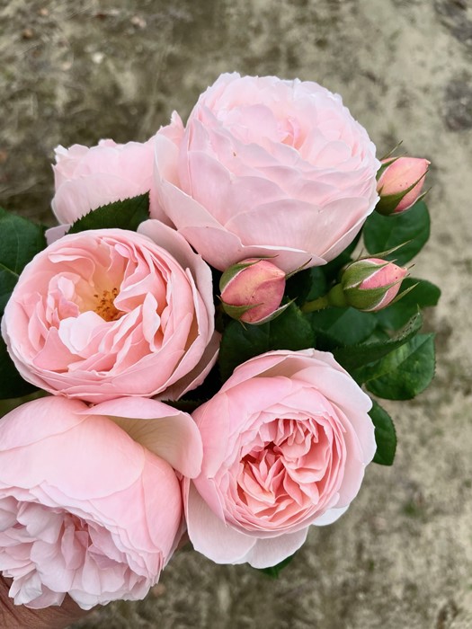 �Х��ġ����ġۥ��衼No.1��ץ�ߥ����� ���� 6��ȭ�����ʡ�OM-GU��