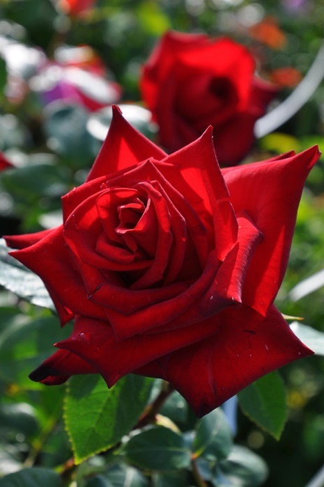 �����ġۥХ��� �ͤĤ��礦��Ǯ��ۥͥĥ��祦 ���� 6��ȭ�����ʡ�J-HT20��