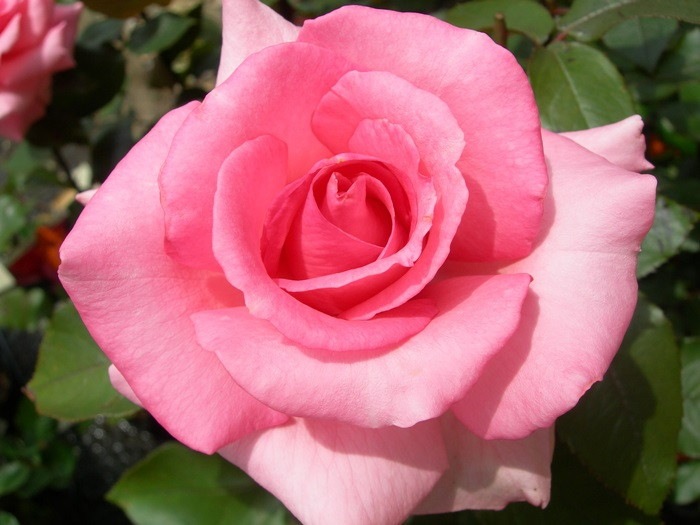 大苗 バラ苗 アロマテラピー Ht濃桃 国産苗 6号鉢植え品 農林水産省 登録品種 Ir Iro3 すべての商品 バラの家 公式本店 ロサオリエンティス