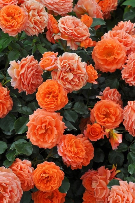 �Х��ġ����ġۥӥ֥�Х���! ���� 6��ȭ�����ʡ����ӿ建�� ��Ͽ�ʼ�ϡ�IR-IRO3��