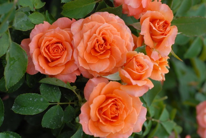 �Х��ġ����ġۥӥ֥�Х���! ���� 6��ȭ�����ʡ����ӿ建�� ��Ͽ�ʼ�ϡ�IR-IRO3��