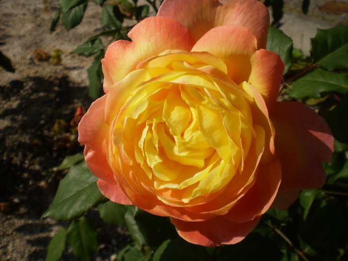 �Х��ġ����ġۥ���󥸥ե����� ���� 6��ȭ�����ʡη����ʼ�ϡ�JB-YR��