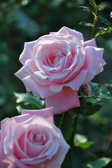 �����ġۥХ��� �Х˥ƥ�HT ���� 6��ȭ�����ʡ�J-HT20��