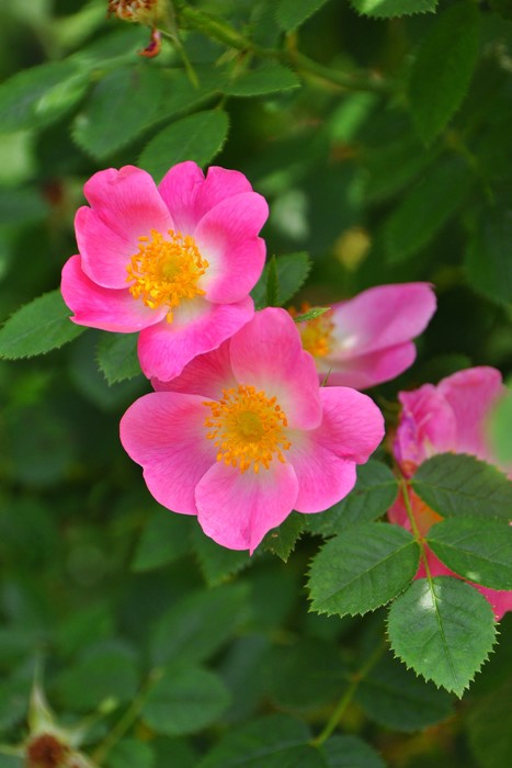 Хġġۥƥꥢ  6ȭʡJ-OB20