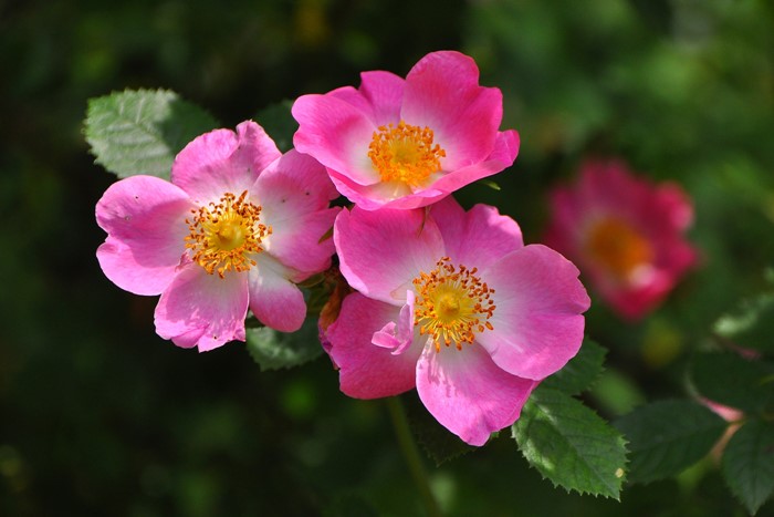 Хġġۥƥꥢ  6ȭʡJ-OB20