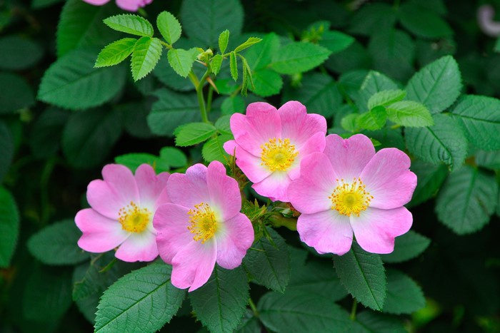 Хġġۥƥꥢ  6ȭʡJ-OB20