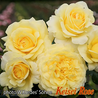 ġۥХ 饤饤ȥǥ  6ȭʡӿ建 ʼϿдϡIR-IRO3