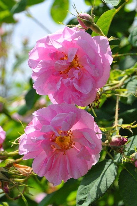 �Х��ġ����ġۥ�����ꥯ ���� 6��ȭ�����ʡ�J-OC10��