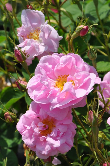 �Х��ġ����ġۥ�����ꥯ ���� 6��ȭ�����ʡ�J-OC10��