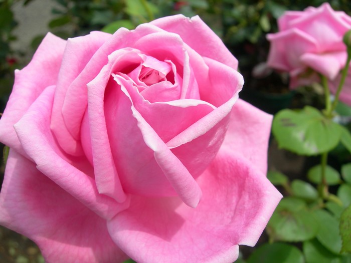 ġۥХ ޥ५ƥȥ  6ȭʡJ-HT20