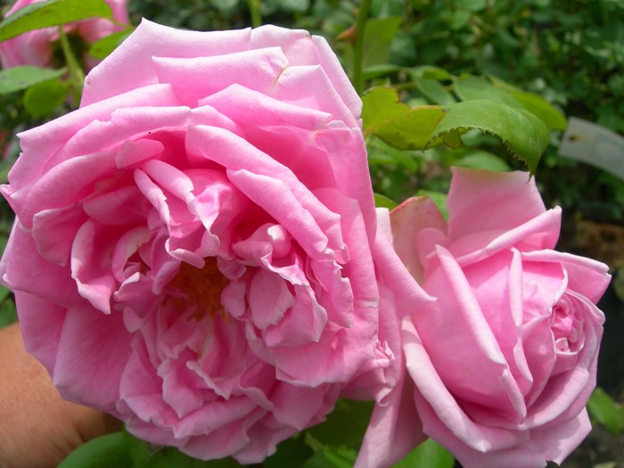 ġۥХ ޥ५ƥȥ  6ȭʡJ-HT20