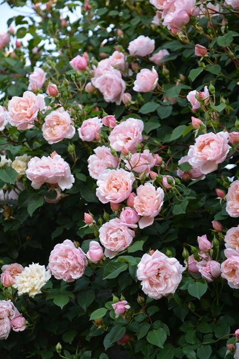 �����ġۥХ��� ����٥�ƥ����� ���� 6��ȭ�����ʡ�J-OC20��