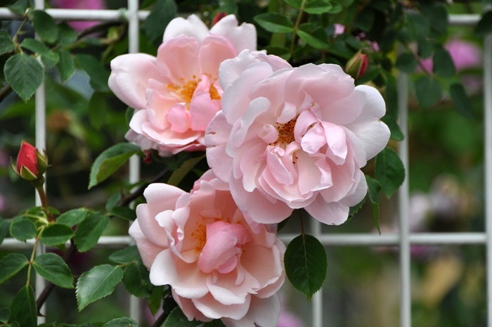 �����ġۥХ��� ����٥�ƥ����� ���� 6��ȭ�����ʡ�J-OC20��