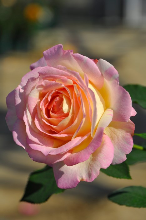 バラ苗 中苗 ペッシュボンボン Del複桃 国産苗 6号鉢植え品 農林水産省 登録品種 Han Del すべての商品 バラの家 公式本店 ロサオリエンティス