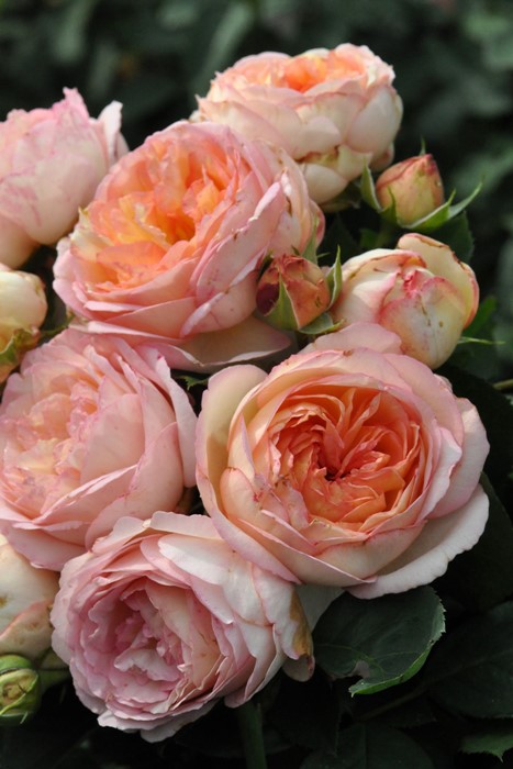 バラ苗 中苗 ペッシュボンボン Del複桃 国産苗 6号鉢植え品 農林水産省 登録品種 Han Del すべての商品 バラの家 公式本店 ロサオリエンティス