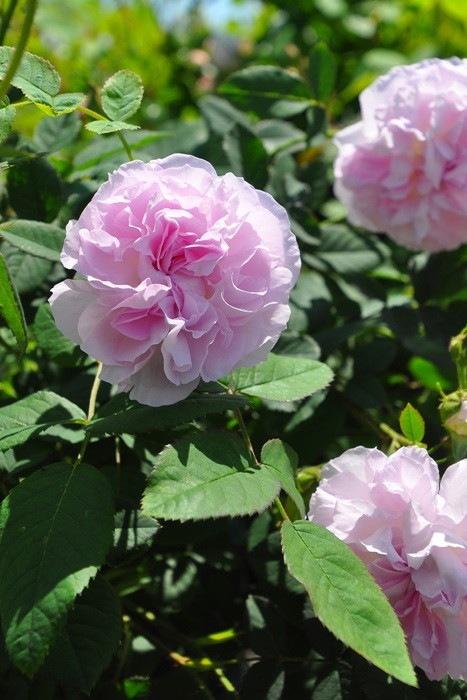 �����ġۥХ��� �֥�å�����ޥ��� ���� 6��ȭ�����ʡ�J-OC20��