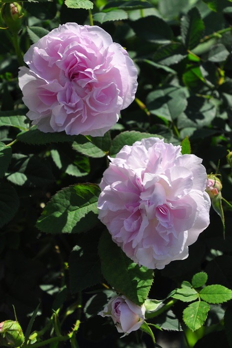 �����ġۥХ��� �֥�å�����ޥ��� ���� 6��ȭ�����ʡ�J-OC20��