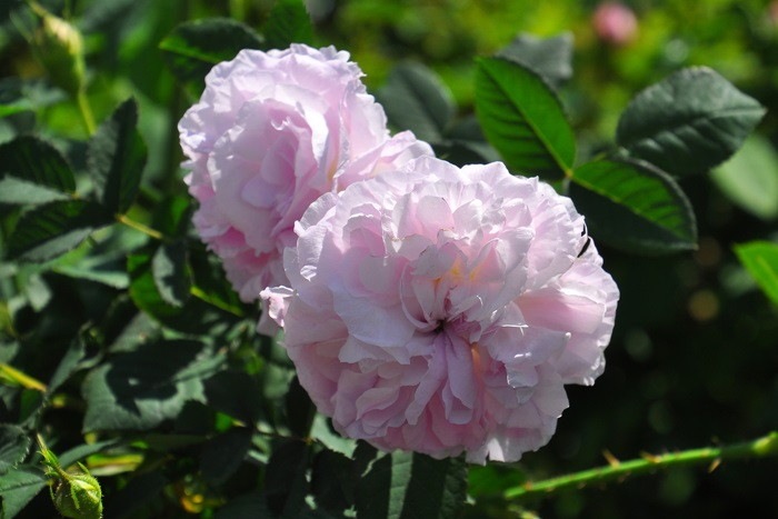 �����ġۥХ��� �֥�å�����ޥ��� ���� 6��ȭ�����ʡ�J-OC20��