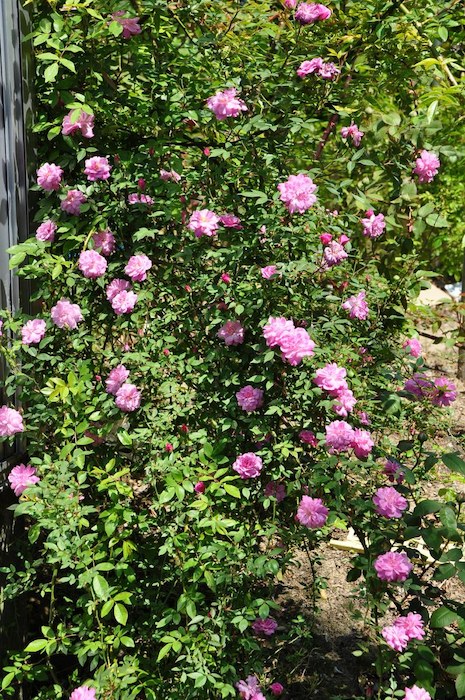 大苗 バラ苗 つるポンポンドパリ Clch濃桃 国産苗 6号鉢植え品 J Oc 系統で選ぶバラ オールドローズ チャイナローズ バラの家 公式本店 ロサオリエンティス