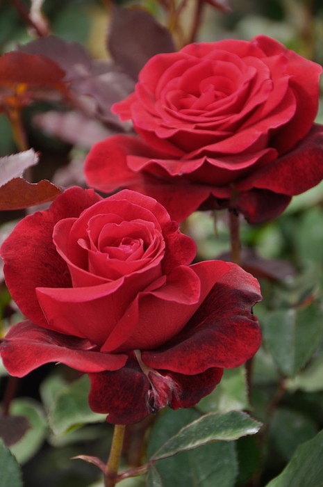 �Х��ġ����ġۥɥ�ե��� ���� 6��ȭ�����ʡ�J-CL10��