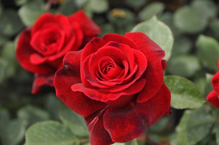 バラ苗 中苗 ドンファン Cl赤 国産苗 6号鉢植え品 即納 J Cl10 系統で選ぶバラ つるバラ バラの家 公式本店 ロサオリエンティス バラ苗 専門店