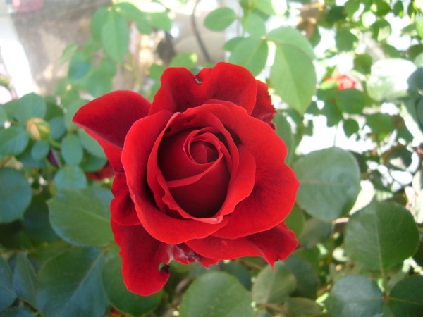 �Х��ġ����ġۥɥ�ե��� ���� 6��ȭ�����ʡ�J-CL10��