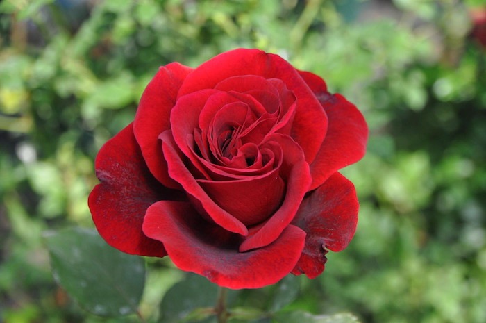 �Х��ġ����ġۥɥ�ե��� ���� 6��ȭ�����ʡ�J-CL10��