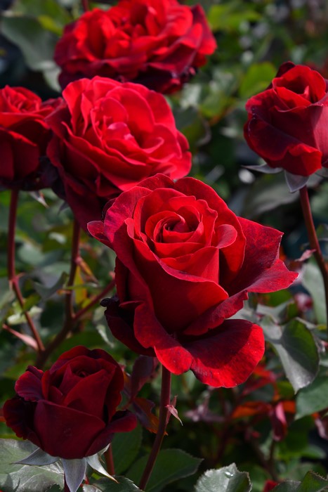 �Х��ġ����ġۥɥ�ե��� ���� 6��ȭ�����ʡ�J-CL10��