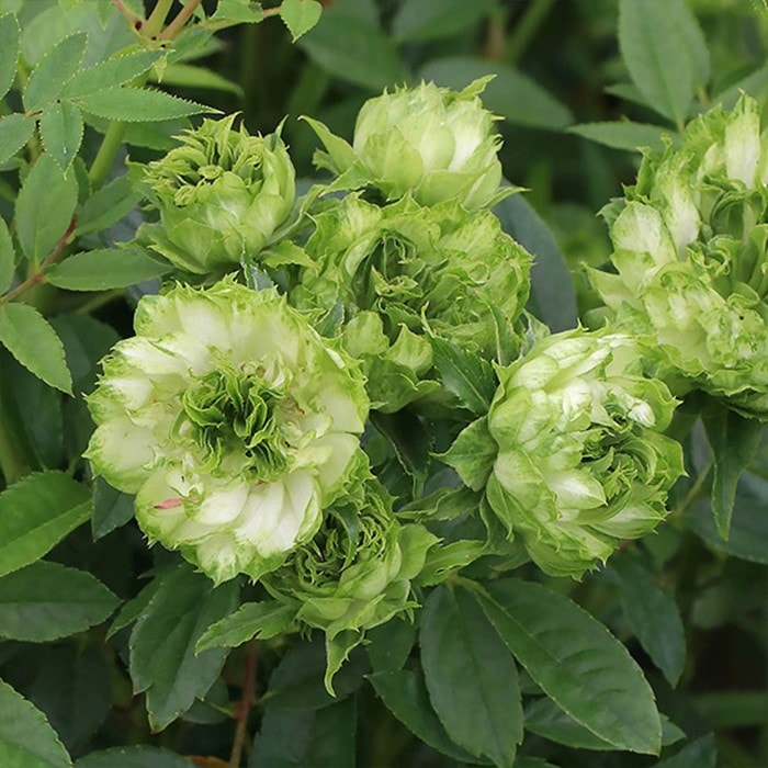 ���ߵ����ġۥХ��� ���ꥨ�󥿥륨���졼�� ���� 6��ȭ�����ʡη����ʼ�ϡ�KMG-KMG�ա�0109�����