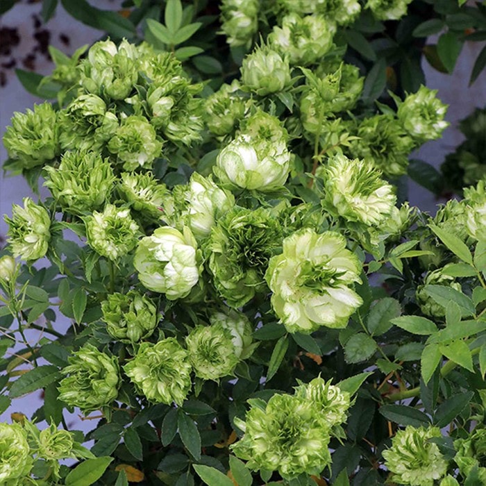 ���ߵ����ġۥХ��� ���ꥨ�󥿥륨���졼�� ���� 6��ȭ�����ʡη����ʼ�ϡ�KMG-KMG�ա�0109�����