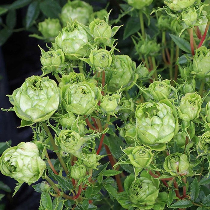 ���ߵ����ġۥХ��� ���ꥨ�󥿥륨���졼�� ���� 6��ȭ�����ʡη����ʼ�ϡ�KMG-KMG�ա�0109�����