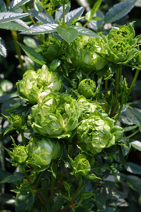 ���ߵ����ġۥХ��� ���ꥨ�󥿥륨���졼�� ���� 6��ȭ�����ʡη����ʼ�ϡ�KMG-KMG�ա�0109�����