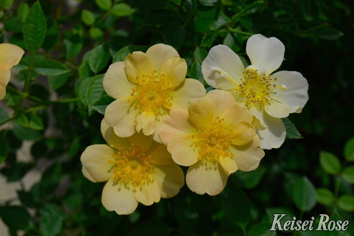 �����ġۥХ��� ������륹�ǥ����٥��� ���� 6��ȭ�����ʡ����ӿ建�� �ʼ���Ͽ�д���ϡ�IR-IRO3��