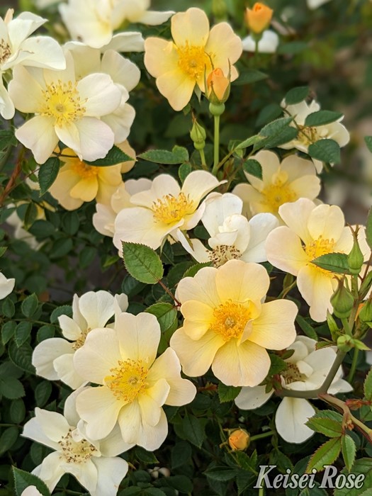 �����ġۥХ��� ������륹�ǥ����٥��� ���� 6��ȭ�����ʡ����ӿ建�� �ʼ���Ͽ�д���ϡ�IR-IRO3��