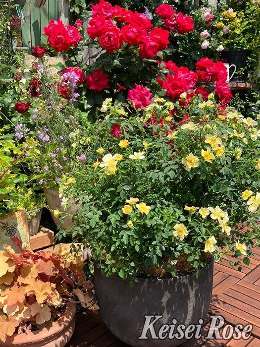 �����ġۥХ��� ������륹�ǥ����٥��� ���� 6��ȭ�����ʡ����ӿ建�� �ʼ���Ͽ�д���ϡ�IR-IRO3��