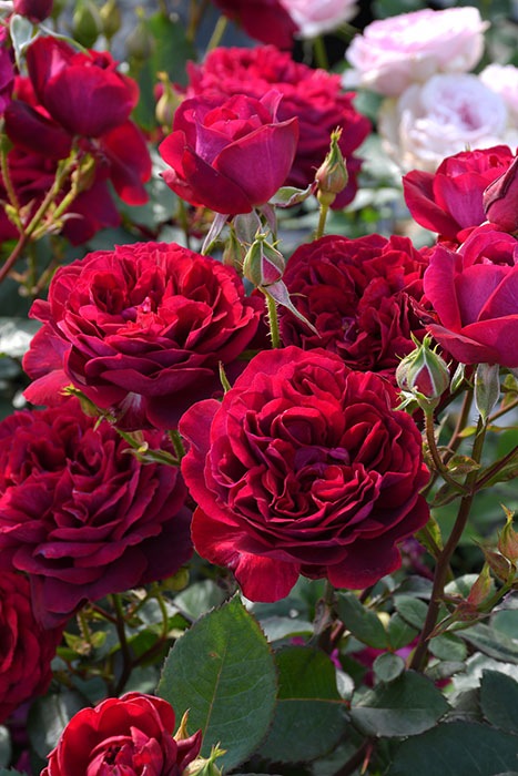 ���ߵ����ġۥХ��� ������ ���� 6��ȭ�����ʡ����ӿ建�� �ʼ���Ͽ�д���ϡ�J-RN��2025�����ʼ��0116�����