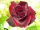 ڥ若ۡġۥХ 󤸤ڹۥ󥸥  6ȭʡJ-HT20 ָ