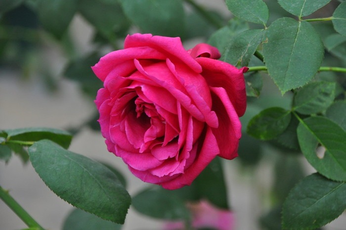 Хġġۤ󤸤'02  6ȭʡηʼϡOS-OS1