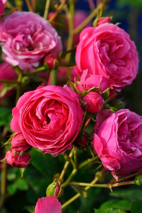 ���ߵ����ġۥХ��� �ݥ�ݥͥå� ���� 6��ȭ�����ʡ����ӿ建�� ��Ͽ�ʼ�ϡ�J-IRM3�ա�1120�����